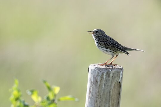 Meadow Pipit (Anthus pratensis), Emsland, Lower Saxony, Germany