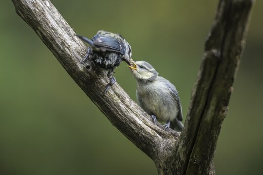 Blue tits (Parus caerulea), adult bird feeding young, Emsland, Lower Saxony, Germany