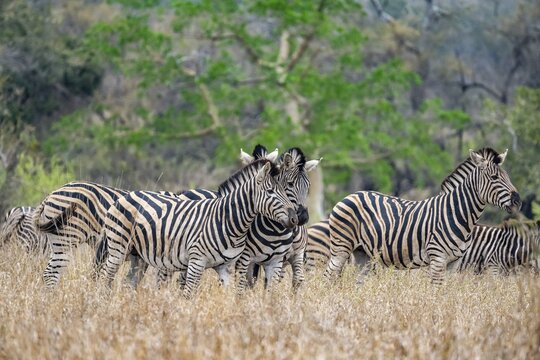Plains zebras (Equus quagga), cuddling, heads together, in high grass, Kruger National Park, South Africa