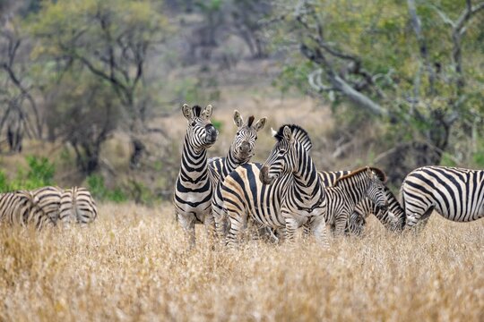 Plains zebras (Equus quagga), group in tall grass, Kruger National Park, South Africa