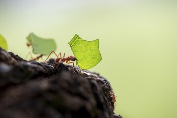 Leaf-cutter ant (Atta cephalotes) carrying a piece of leaf, rainforest, Tortuguero National Park, Costa Rica