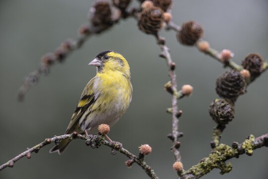 Eurasian siskin (Carduelis spinus), Emsland, Lower Saxony, Germany
