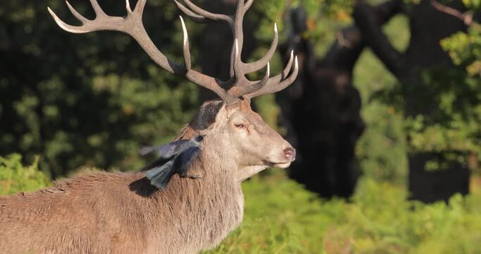 Portrait of Red deer stag standing in ferns in autumn meadow
