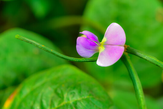 The bean sprouts in the field bloom with beautiful flowers, and the bean flowers are close-up