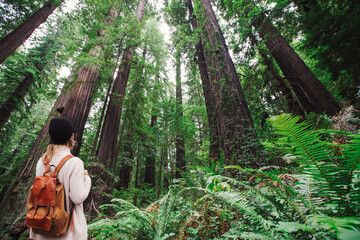 A female tourist is looking up at towering redwood trees.