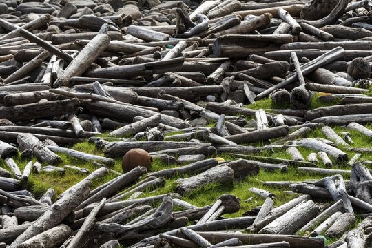 Driftwood, flotsam, Reykjarfj&ouml;r&eth;ur, Strandir, &Aacute;rnes, Westfjords, Iceland