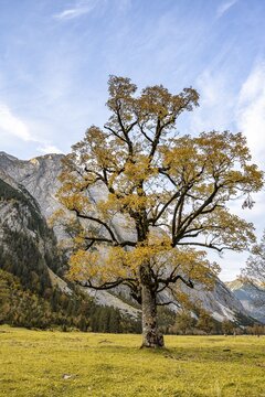 Maple tree with autumn leaves, autumn landscape in Ri&szlig;tal, Gro&szlig;er Ahornboden, Engalpe, Eng, municipality of Hinterri&szlig;, Karwendel Mountains, Alpenpark Karwendel, Tyrol, Austria