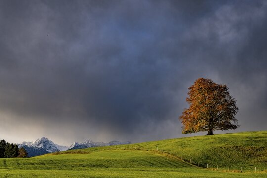 Old beech (Fagus) with autumn leaves on a green meadow with soft morning light and Allg&auml;u mountains in the background, Hopfen am See, Ostallg&auml;u, Swabia, Bavaria, Germany