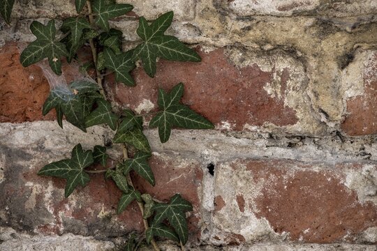 Brick masonry with common ivy (Hedera helix), Munich, Bavaria, Germany