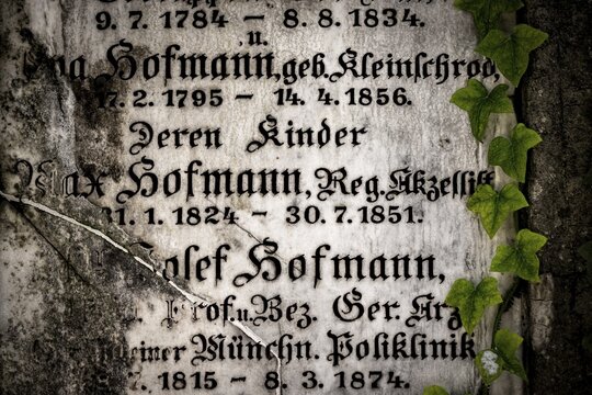 Gravestone with common ivy (Hedera helix), Munich, Bavaria, Germany