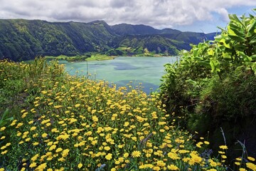 View of the crater lake Lagoa Azul with steep green wooded rock faces through a field of yellow flowers, Lagoa Azul, Caldeira das Sete Cidades, Sete Cidades, Sao Miguel Island, Azores, Portugal