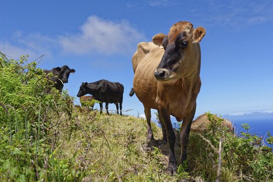 Curious cow looking into the camera on a green meadow at the crater rim of Caldeira das Sete Cidades with blue sky over the Atlantic Ocean, Lagoa Azul, circular hiking trail, Caldeira das Sete Cidades, Sete Cidades, Sao Miguel Island, Azores, Portugal