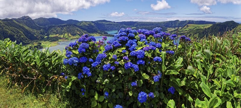 Clear view of the crater lake Lagoa Azul with a steep edge, in the focus is a bush of blue hydrangea, Lagoa Azul, circular hiking trail, Caldeira das Sete Cidades, Sete Cidades, Sao Miguel Island, Azores, Portugal