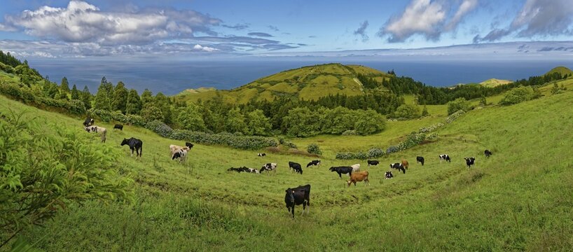 Herd of cows on green pastures, surrounded by hilly volcanic landscape under a clear sky, Caldeira das Sete Cidades, Sete Cidades, Sao Miguel Island, Azores, Portugal