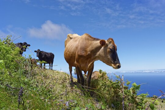 Cow on the crater rim and lake Lagoa Azul on a lush green meadow under a vast blue sky over the Atlantic Ocean, Lagoa Azul, circular hiking trail, Caldeira das Sete Cidades, Sete Cidades, Sao Miguel Island, Azores, Portugal