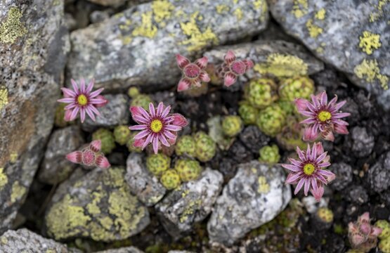 Flowering cobweb houseleek (Sempervivum arachnoideum) between rocks, Zillertal Alps, Tyrol, Austria
