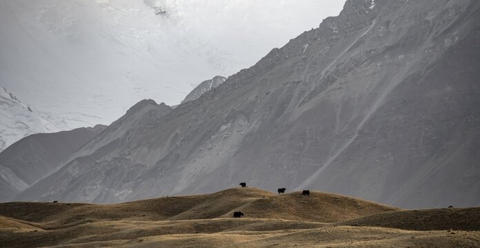 Yaks on a hill, Trans Alay Mountains, Pamir Mountains, Osh Province, Kyrgyzstan