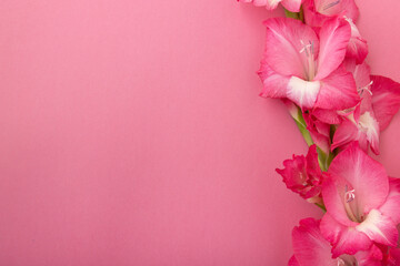 Flat lay bouquet of pink gladiolus flowers on a vibrant pink background