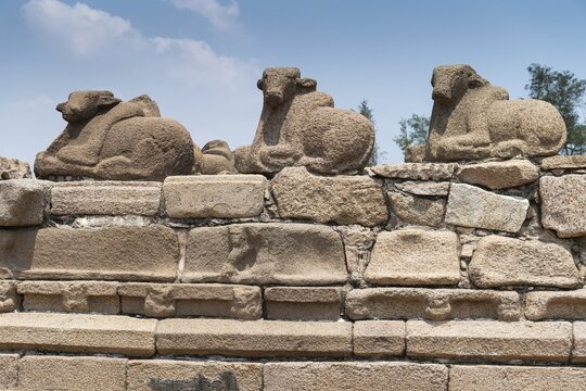 Nandi or Shiva's mount, consecrated Shore temple, UNESCO World Heritage Site, Mahabalipuram or Mamallapuram, Tamil Nadu, India