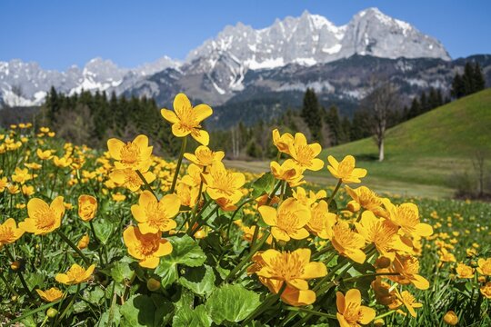 Marsh marigolds (Caltha palustris) in front of mountains, sun, spring, Kaiser Mountains, Tyrol, Austria