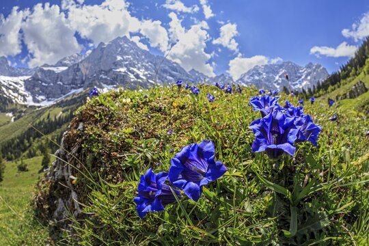Blue gentian (Gentiana alpina) in front of mountains in backlight, close-up, Engalm, Karwendel Mountains, Tyrol, Austria