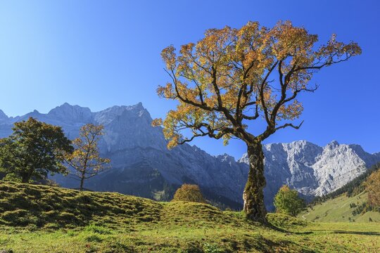 Maple tree in autumn in front of mountains, grazing light, Gro&szlig;er Ahornboden, Karwendel Mountains, Tyrol, Austria