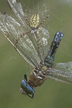 Wasp spider (Argiope bruennichi) with king dragonfly (Anax imperator), Emsland, Lower Saxony, Germany