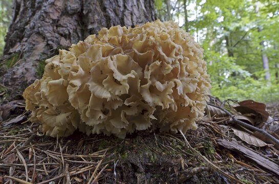 Wood cauliflower fungus (Wood Cauliflower crispa), Hesse, Germany