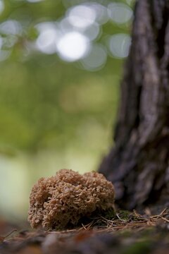 Wood cauliflower fungus (Wood Cauliflower crispa), Hesse, Germany