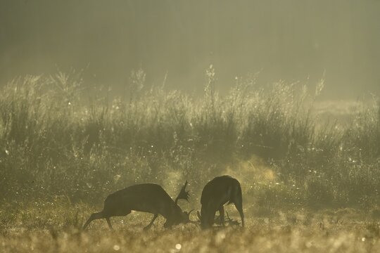 Fallow deer (Cervus dama), male, rutting, fighting, Hesse, Germany