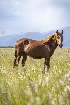 A single bay horse in a wide meadow with mountains in the background, Yssykk&ouml;l, Kyrgyzstan