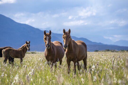 Dainty horses in a flowery meadow with mountains in the background, Yssykk&ouml;l, Kyrgyzstan