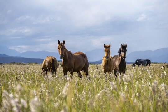 Three galloping horses in a meadow under a cloudy sky, Yssykk&ouml;l, Kyrgyzstan