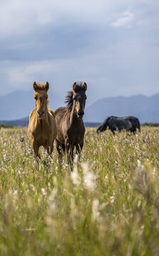 Two horses in focus, roaming across an open field with a mountainous background, Yssykk&ouml;l, Kyrgyzstan