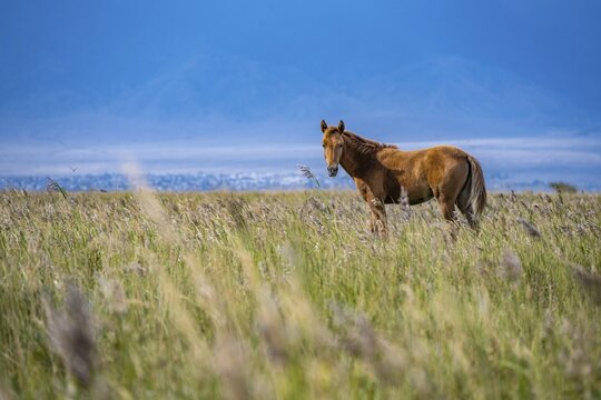 A black and a chestnut horse cavort in a spacious meadow, Yssykk&ouml;l, Kyrgyzstan