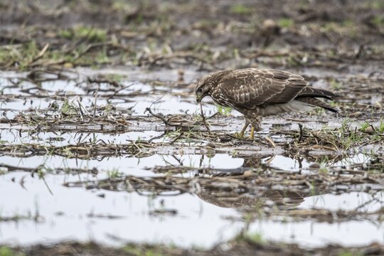 Steppe buzzard (Buteo buteo) with earthworm, Emsland, Lower Saxony, Germany