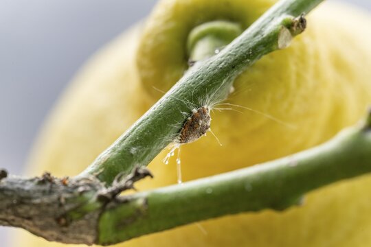 Citrus mealybug (Planococcus citri) on the branch of a lemon plant