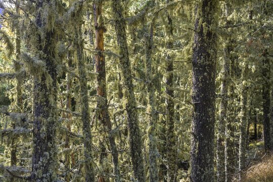 Lichen-covered trees, San Martino in Badia, South Tyrol, Italy