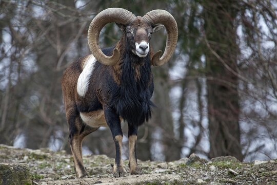 Mouflon (Ovis gmelini), captive, Bad Mergentheim Wildlife Park, Baden-W&uuml;rttemberg, Germany