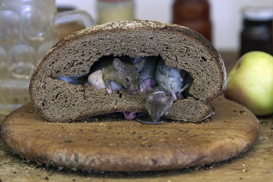 Mice in a loaf of bread, mouse family, Baden-W&uuml;rttemberg, Germany