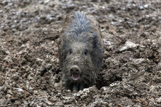 Wild boar (Sus scrofa) in the dirt, Baden-W&uuml;rttemberg, Germany