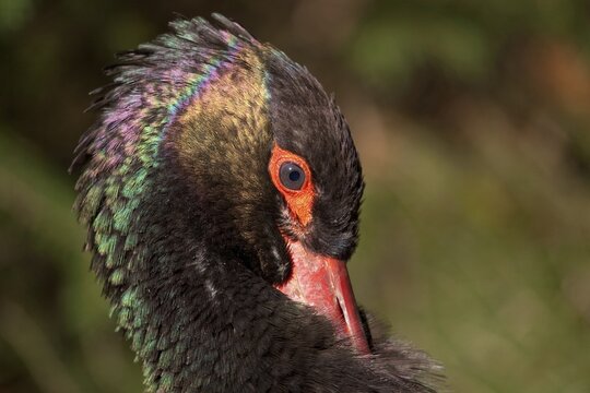 Black stork (Ciconia nigra), animal portrait, captive, Bad Mergentheim Wildlife Park, Baden-W&uuml;rttemberg, Germany