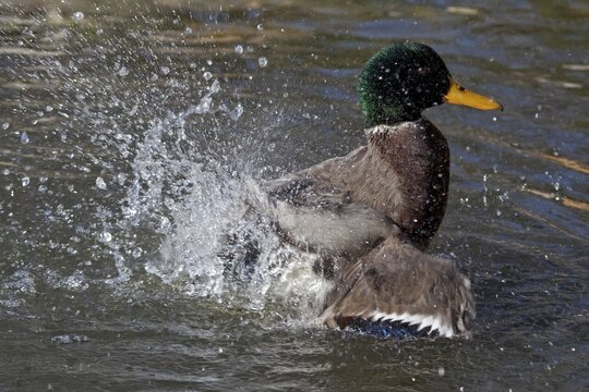 Mallard (Anas platyrhynchos), Baden-W&uuml;rttemberg, Germany