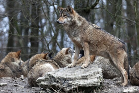 Wolves (Canis lupus), captive, Bad Mergentheim Wildlife Park, Baden-W&uuml;rttemberg, Germany