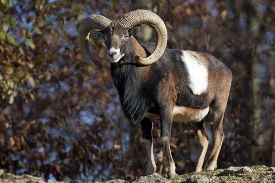 Mouflon (Ovis gmelini), captive, Baden-W&uuml;rttemberg, Germany
