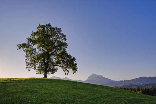 Single English oak (Quercus robur), near F&uuml;ssen, behind it the S&auml;uling, 2047m, Ostallg&auml;u, Bavaria, Germany