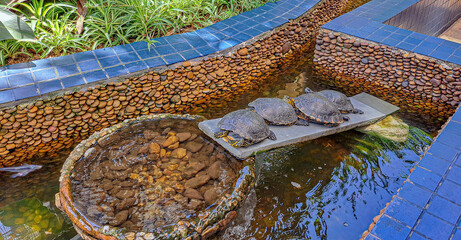 tartarugas em rampa de jardim aquatico
