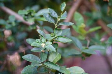 Close-Up of Green Leaves with Blossoms on a Branch in Natural Setting, Showcasing Intricate Textures and Fine Details of Plant Life