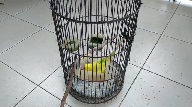 A Yellow green canary is eating in its cage