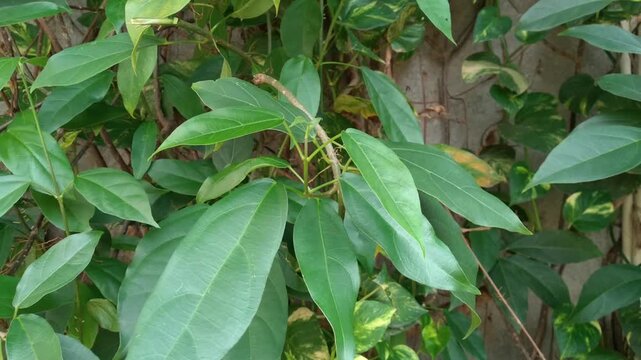 Close up of Cyclea barbata (green grass jelly) or Premna trichostoma (shrub grass jelly) plant, which produces green grass jelly